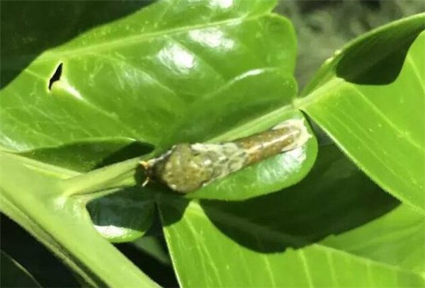 园林虫害防治 咨询电话: